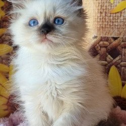 Siberian NOV Darynka