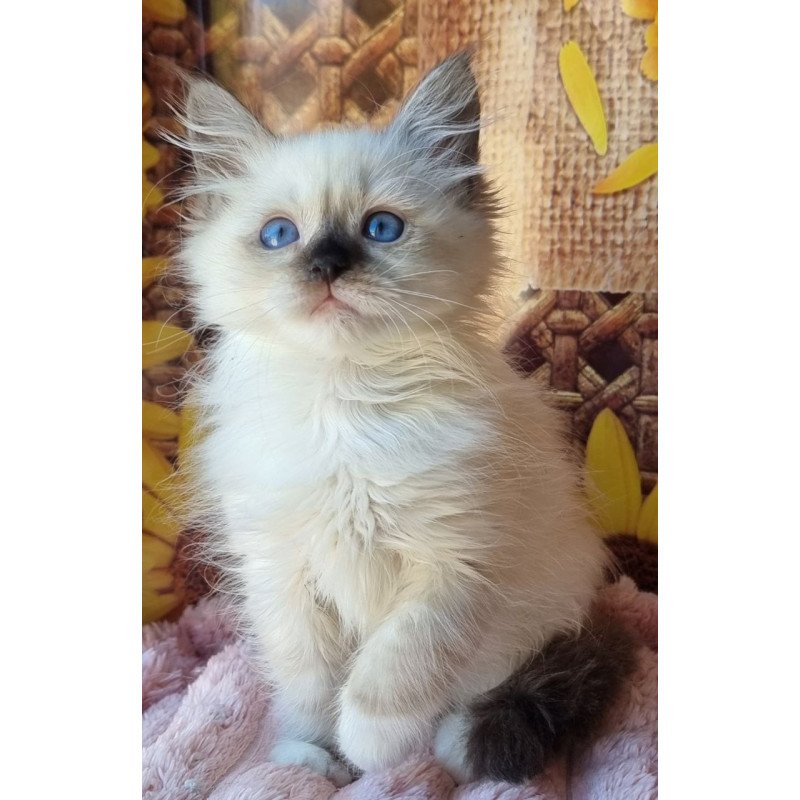 Siberian NOV Darynka