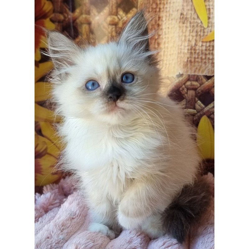 Siberian NOV Darynka