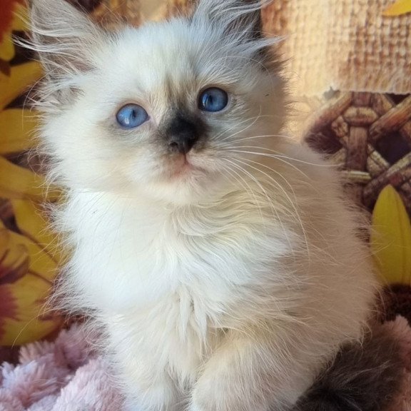 Siberian NOV Darynka