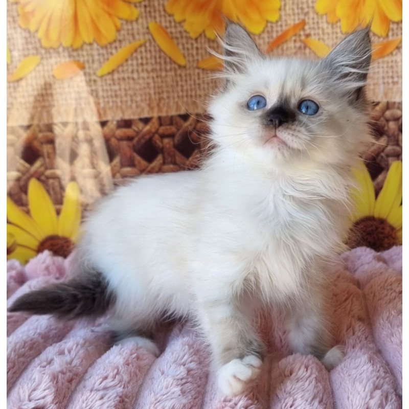 Siberian NOV Darynka