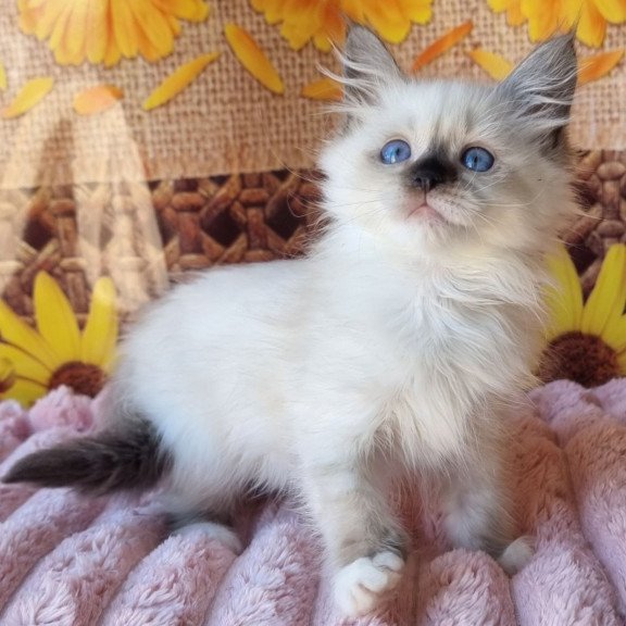 Siberian NOV Darynka