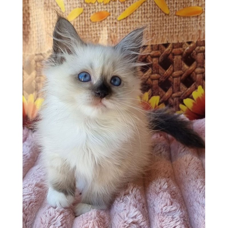Siberian NOV Darynka