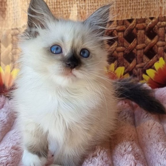 Siberian NOV Darynka