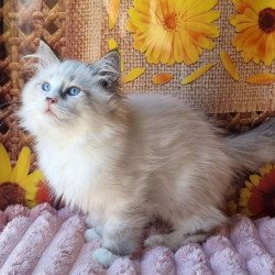 Siberian NOV Caleb