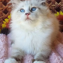 Siberian NOV Caleb