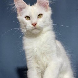 Maine Coon NOV Kayden