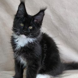 Maine Coon NOV Phantom