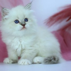Siberian NOV Hennessy