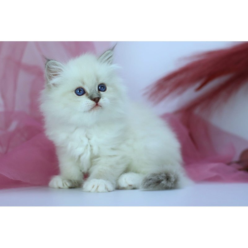 Siberian NOV Hennessy