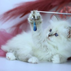 Siberian NOV Hennessy