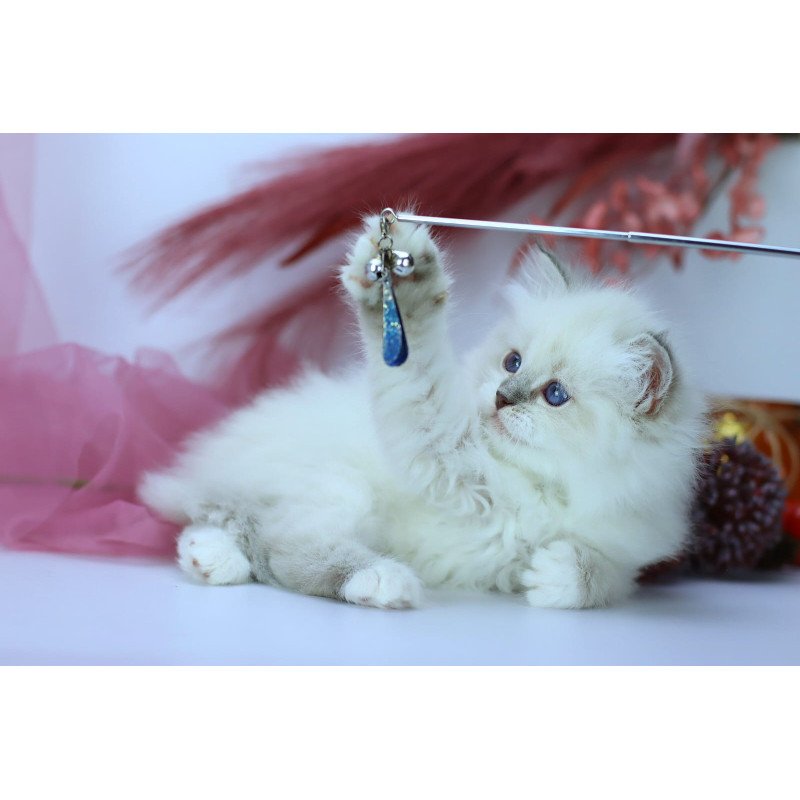 Siberian NOV Hennessy