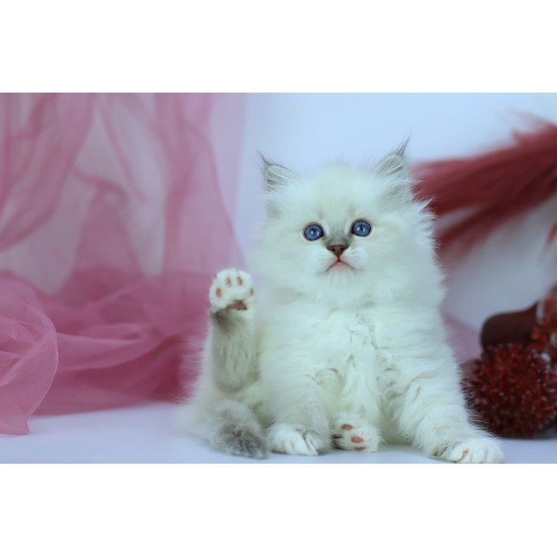 Siberian NOV Hennessy