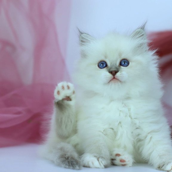 Siberian NOV Hennessy