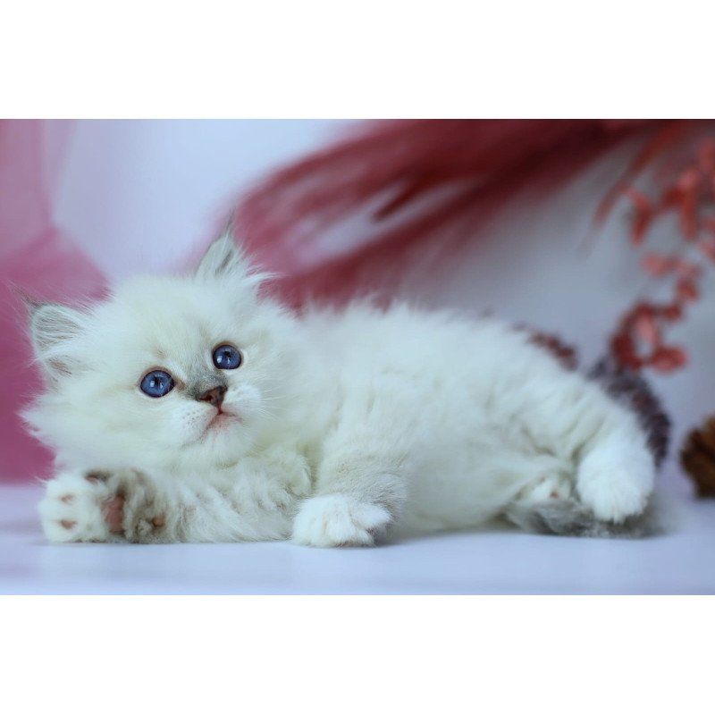Siberian NOV Hennessy