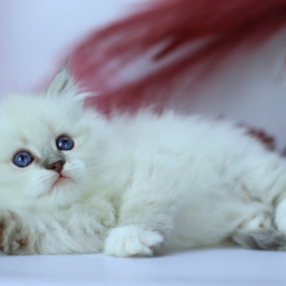 Siberian NOV Hennessy