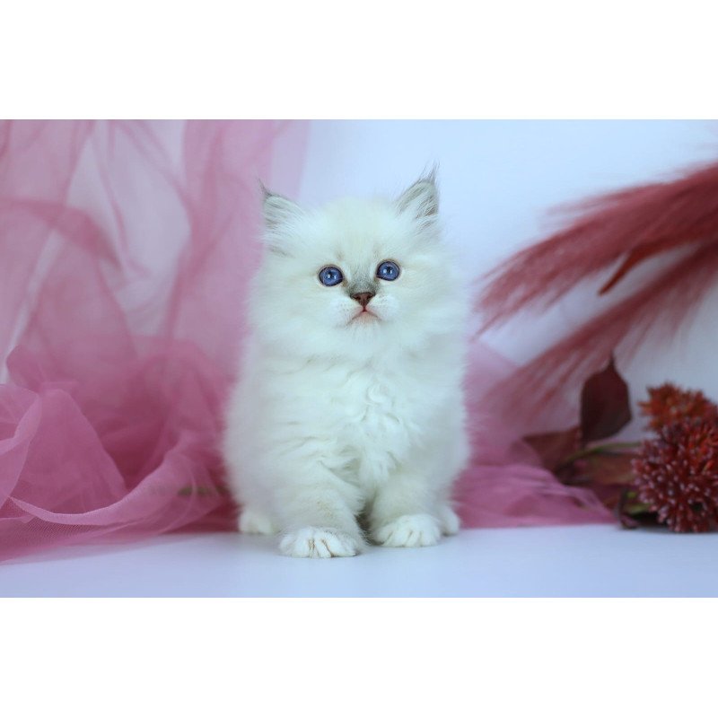 Siberian NOV Hennessy