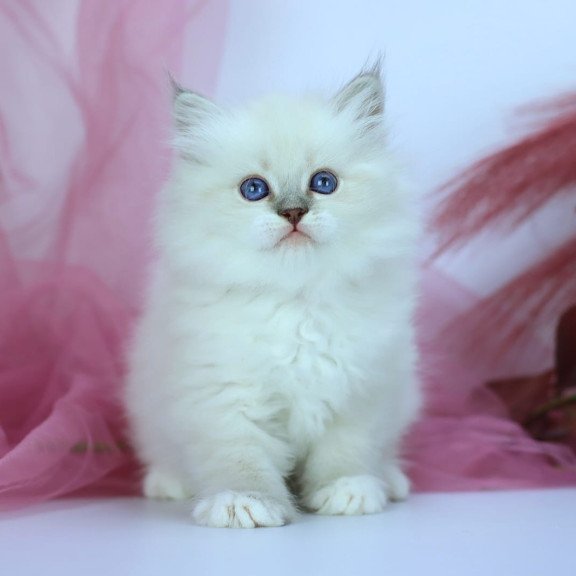 Siberian NOV Hennessy