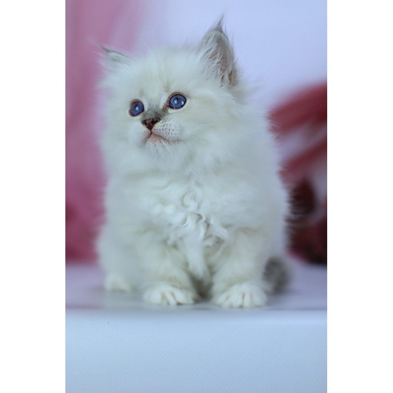 Siberian NOV Hennessy