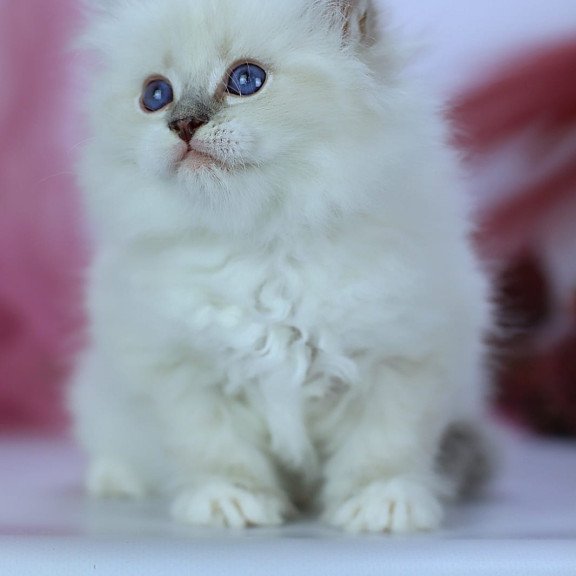 Siberian NOV Hennessy