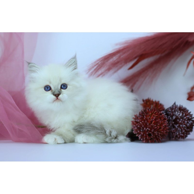 Siberian NOV Hennessy