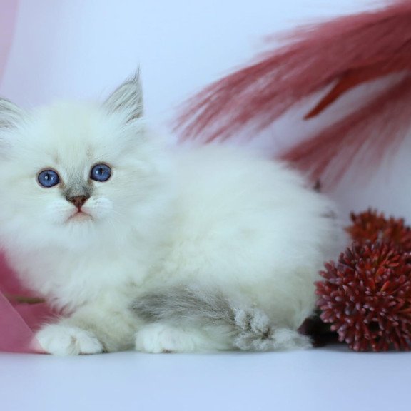 Siberian NOV Hennessy
