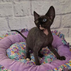 Devon Rex Sofia