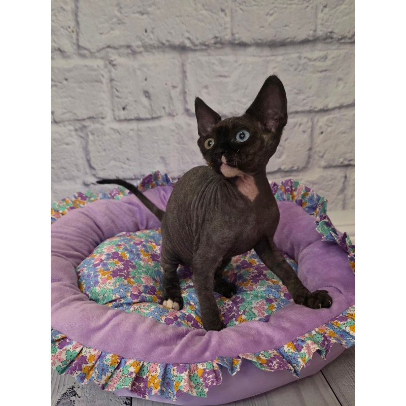 Devon Rex Sofia