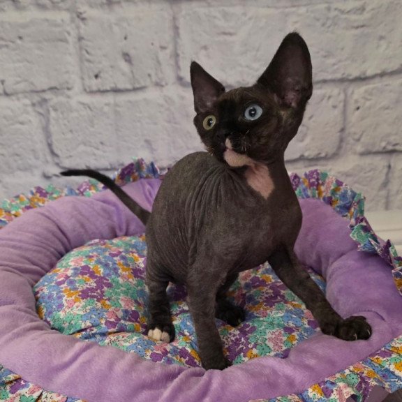 Devon Rex Sofia