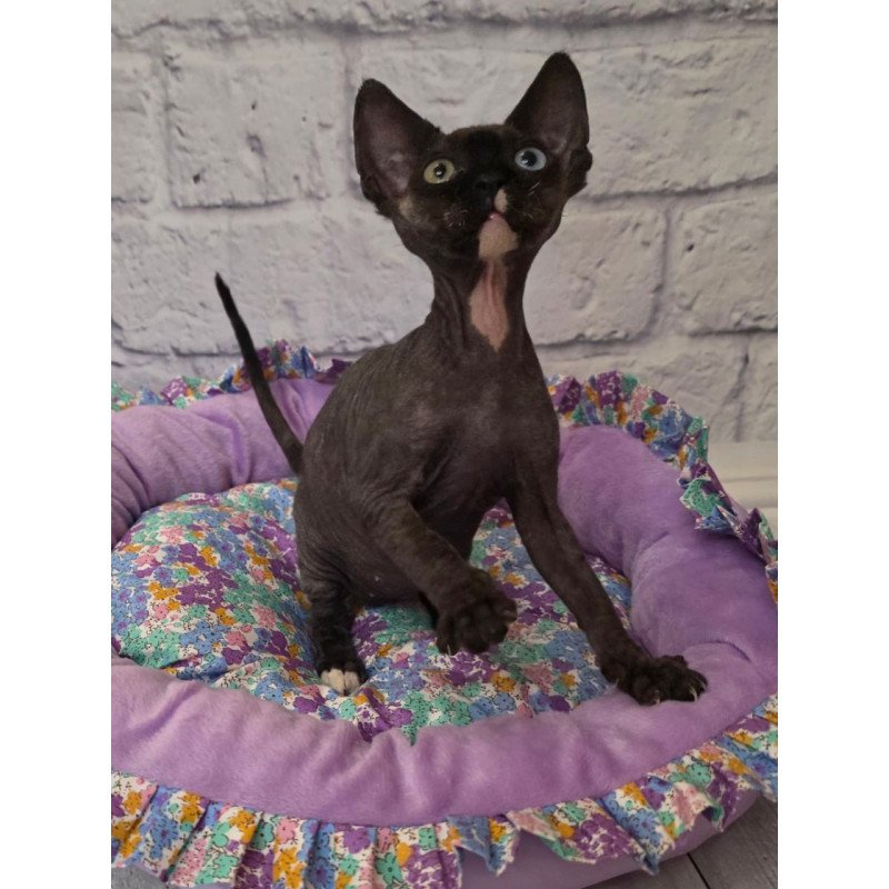 Devon Rex Sofia