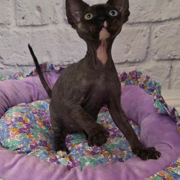 Devon Rex Sofia