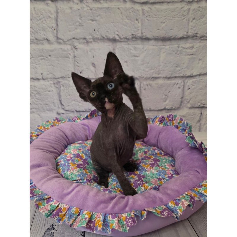 Devon Rex Sofia