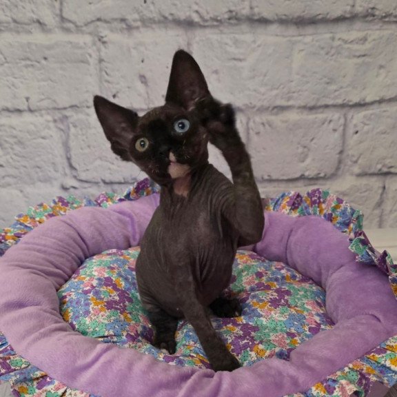 Devon Rex Sofia