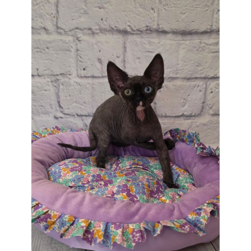 Devon Rex Sofia