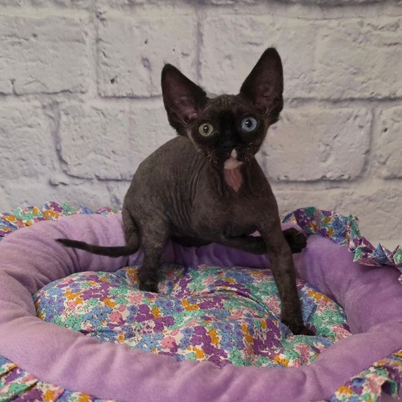 Devon Rex Sofia