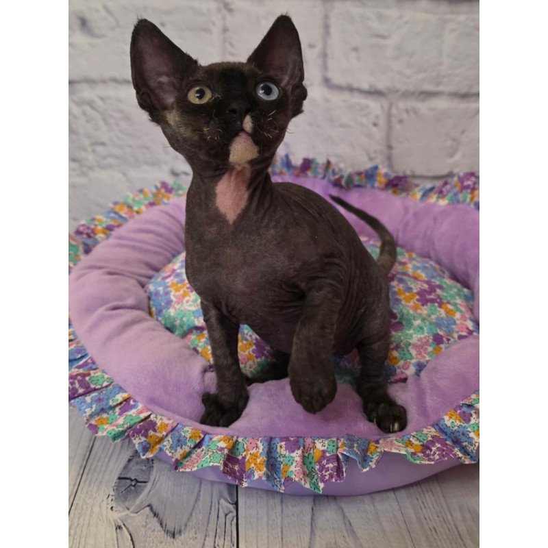 Devon Rex Sofia