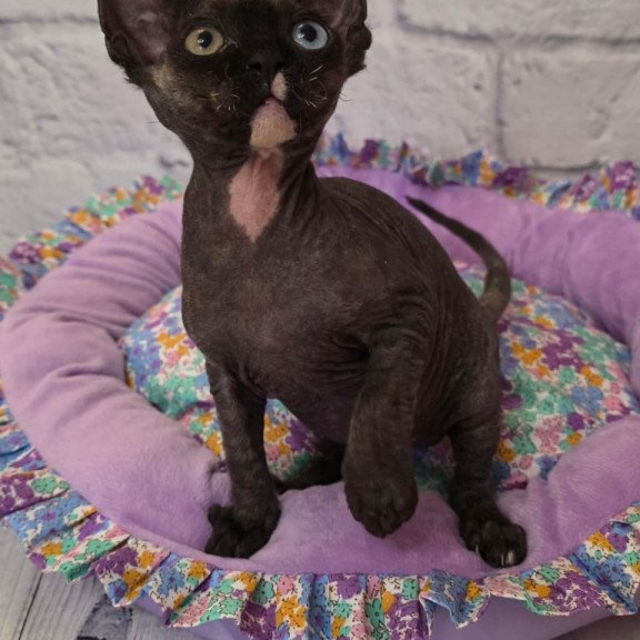 Devon Rex Sofia