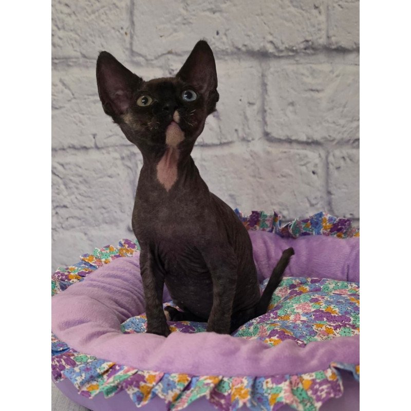 Devon Rex Sofia