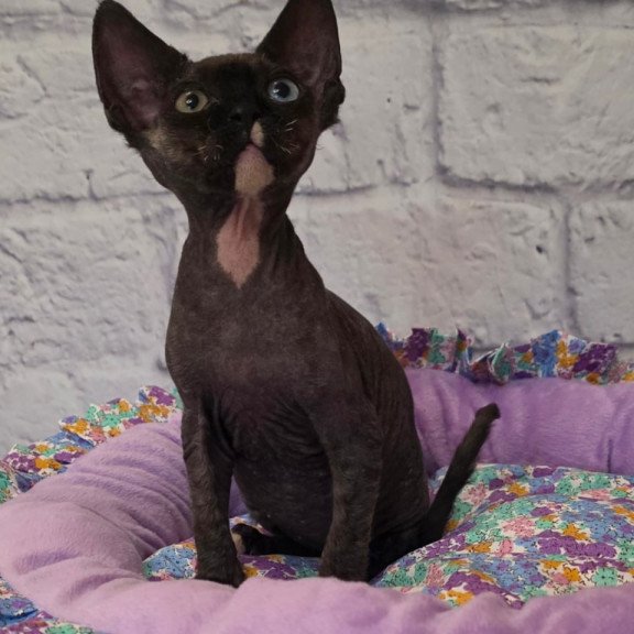Devon Rex Sofia