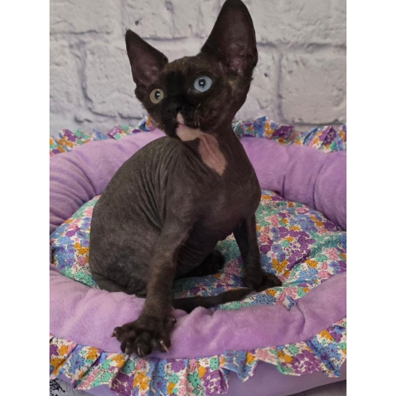 Devon Rex Sofia