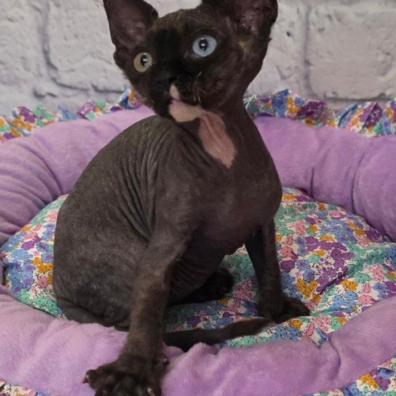 Devon Rex Sofia