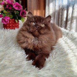 British AP Danya