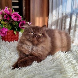 British AP Danya