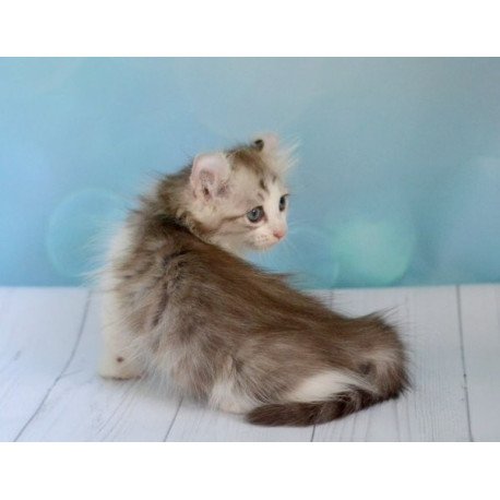 American Curl Alva YumYum