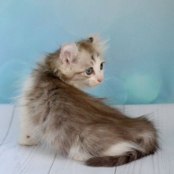American Curl Alva YumYum