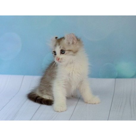 American Curl Alva YumYum