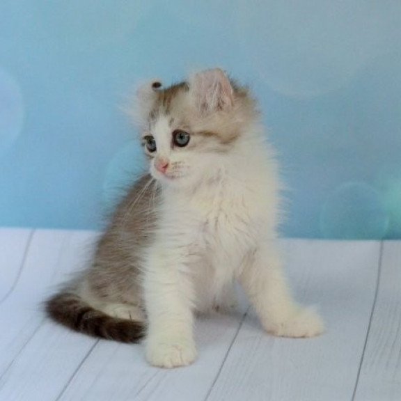 American Curl Alva YumYum
