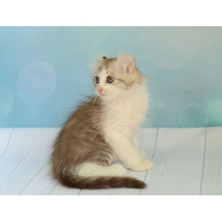 American Curl Alva YumYum