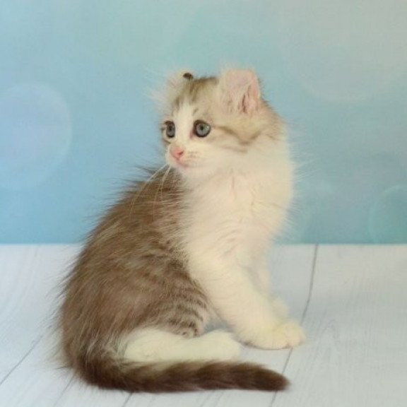 American Curl Alva YumYum