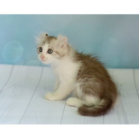 American Curl Alva YumYum